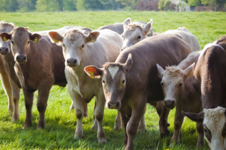 A trajetória agropecuária de João Eustáquio De Almeida Junior revela como visão estratégica, trabalho e consistência constroem um legado empresarial duradouro.