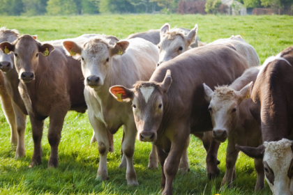 A trajetória agropecuária de João Eustáquio De Almeida Junior revela como visão estratégica, trabalho e consistência constroem um legado empresarial duradouro.
